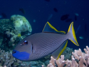 Blue-throat Triggerfish