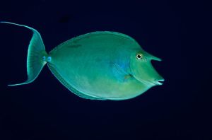 Blue-spine Unicornfish