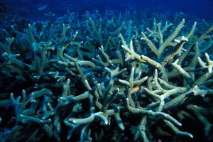 Staghorn Coral
